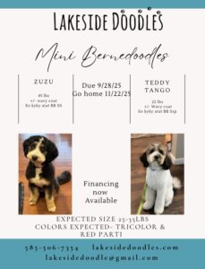 zuzu (Facebook Post)