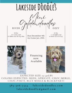 Copy of Beige Brown Aesthetic Elegant Minimalist Photographer Pricing Guide Flyer
