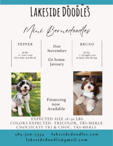 Copy of Copy of Copy of Copy of Beige Brown Aesthetic Elegant Minimalist Photographer Pricing Guide Flyer – 3