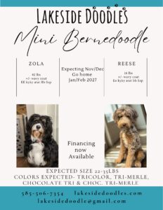 Copy of Copy of Copy of Copy of Beige Brown Aesthetic Elegant Minimalist Photographer Pricing Guide Flyer – 4